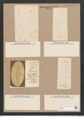 Pleurosigma angulatum aestari [sic?] (Breb.) V.H. (de-Toni-Nr.: Genus 13, Species 1001) Zeichnungen Sammlung Grunow Nr. 1993 (NHMW-BOT-W0368839)